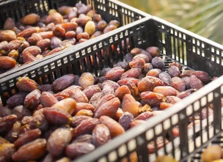 Iranian-Khasouei-dates-vhafoods