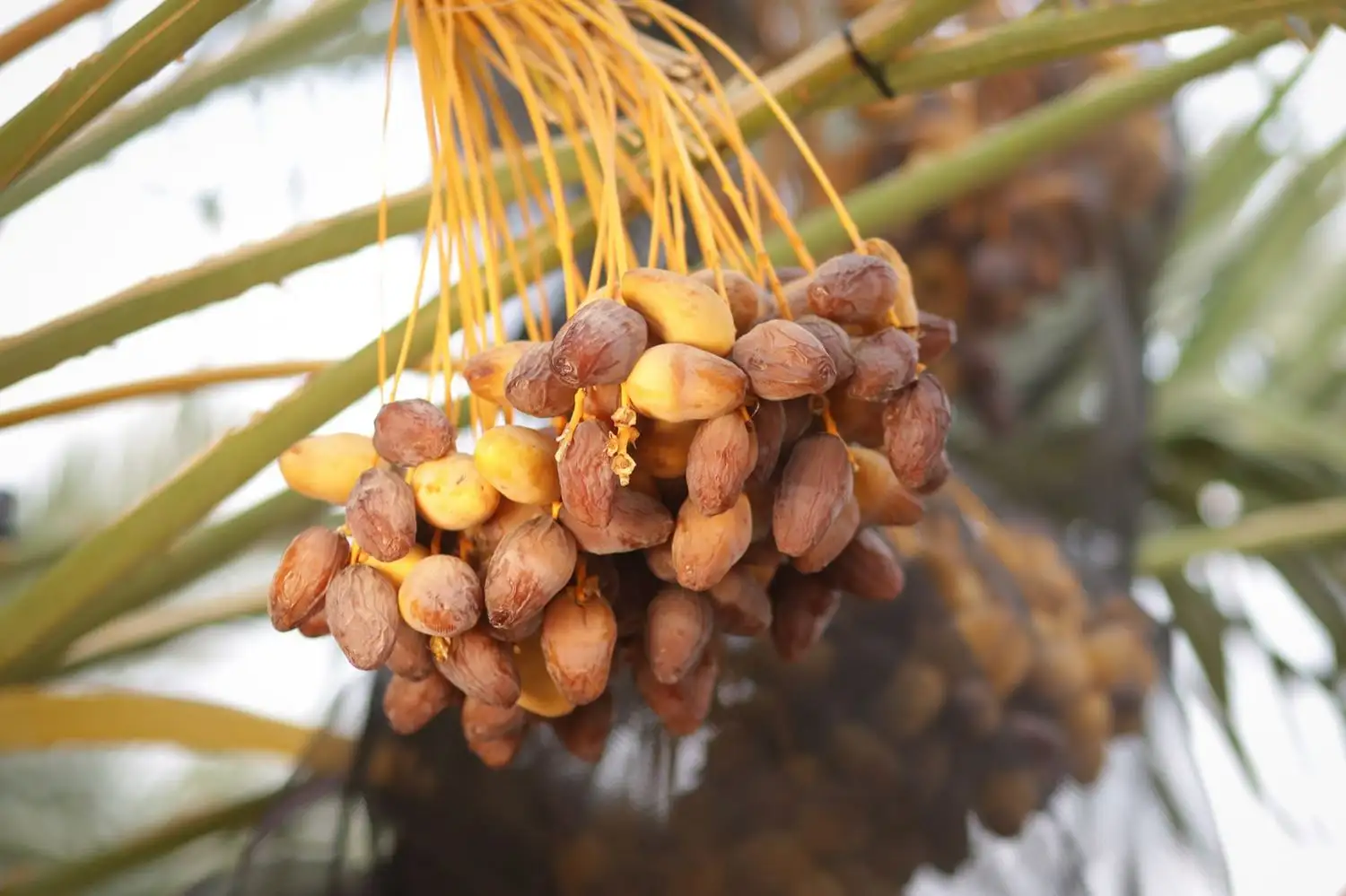 Iranian-zahedi-dates-vhafoods