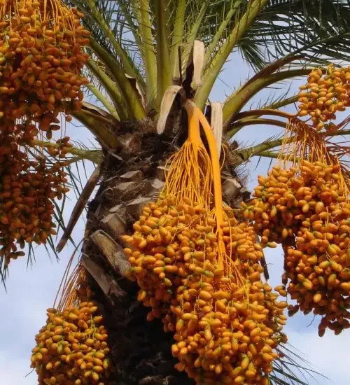 iranian-Rabbi-dates-vhafoods